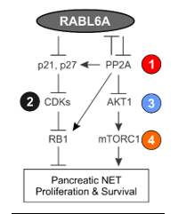 Drug targetable pathways photo